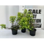 THREE EUPHORBIA PURPUREA 60CM IN HEIGHT IN 2 LTR POTS PLUS VAT TO BE SOLD FOR THE THREE
