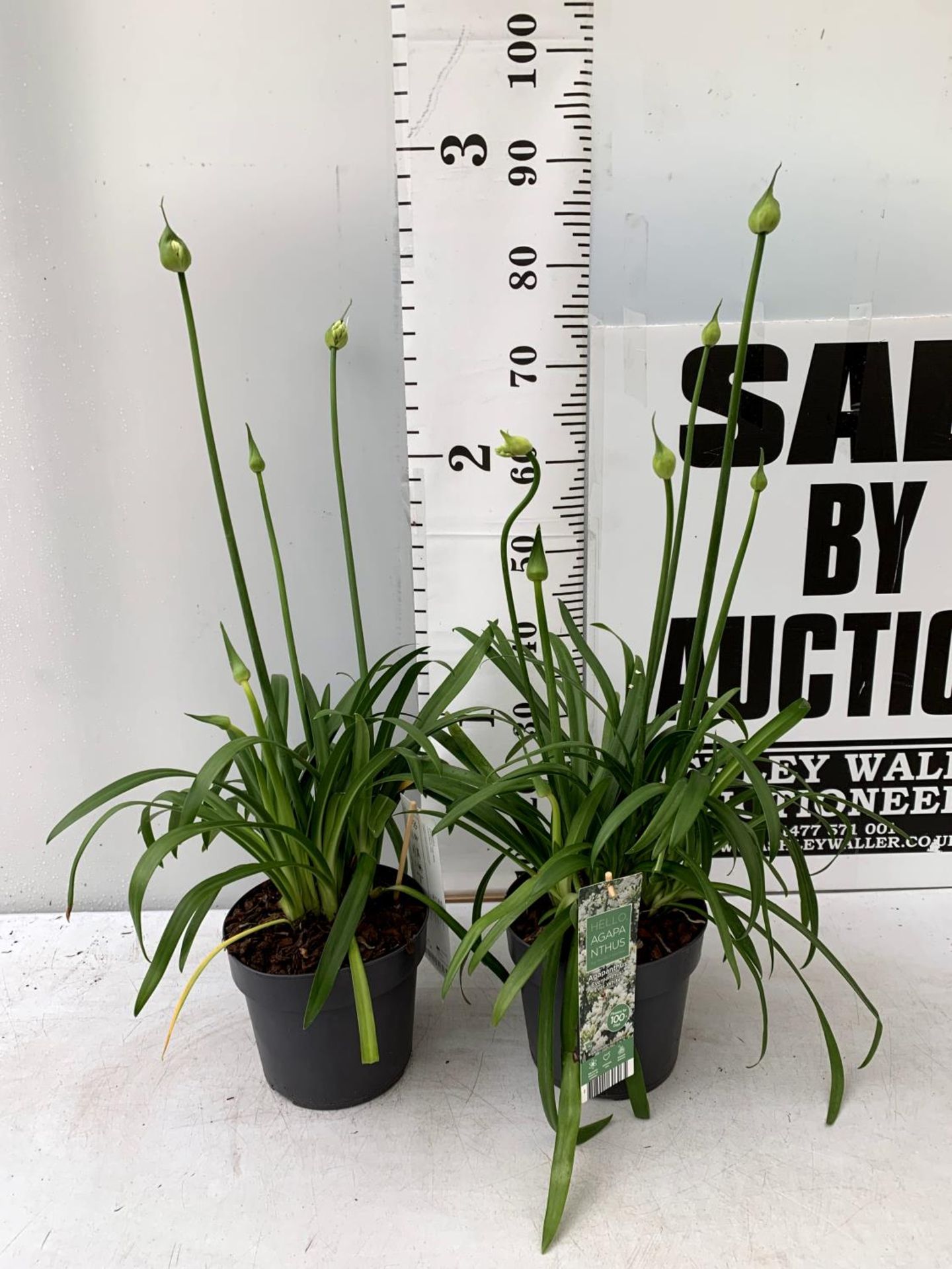 TWO AGAPANTHUS EVER WHITE IN FLOWER APPROX 80CM IN HEIGHT IN 3 LTR POTS PLUS VAT TO BE SOLD FOR