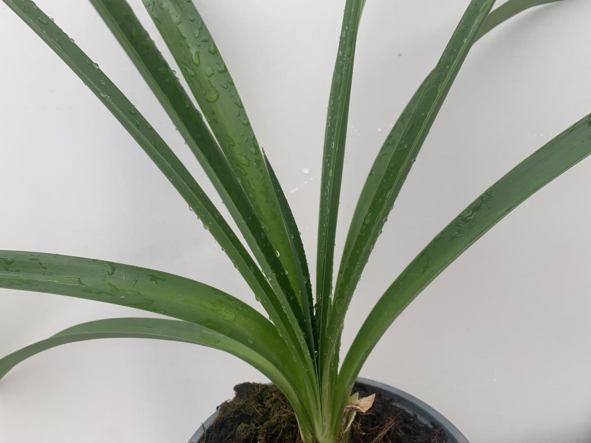 TWO AGAPANTHUS AFRICANUS IN 2 LTR POTS APPROX 60CM IN HEIGHT PLUS VAT TO BE SOLD FOR THE TWO - Image 4 of 4