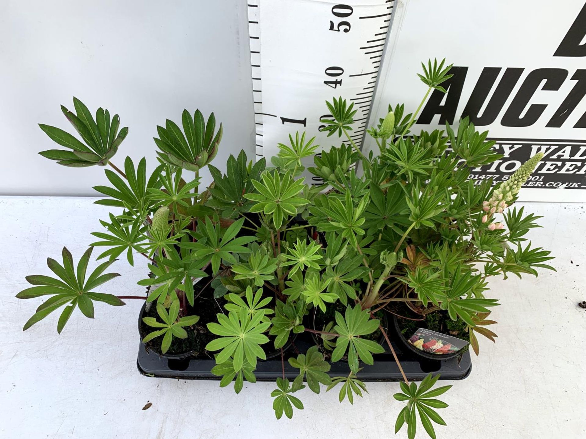 EIGHT LUPIN RUSSELLS IN MIXED COLOURS IN 1 LTR POTS APPROX 40-50CM IN HEIGHT PLUS VAT TO BE SOLD FOR - Image 3 of 7