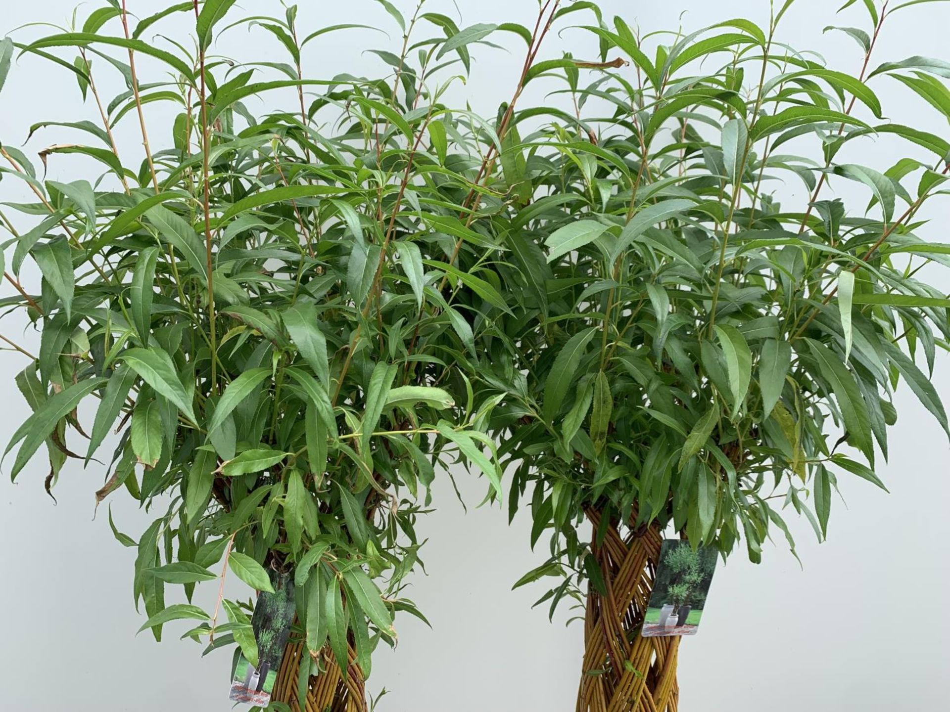 TWO SALIX LIVING WILLOW TREES IN 7.5 LTR POTS OVER 2 METRES IN HEIGHT TO BE SOLD FOR THE TWO PLUS - Image 17 of 22