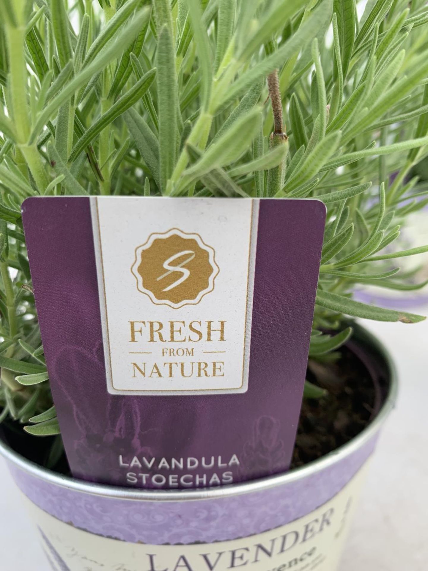 SIX LAVENDULA LAVENDER ST ANOUK COLLECTION IN DECORATIVE METAL POTS TO BE SOLD FOR THE SIX NO VAT - Image 7 of 8