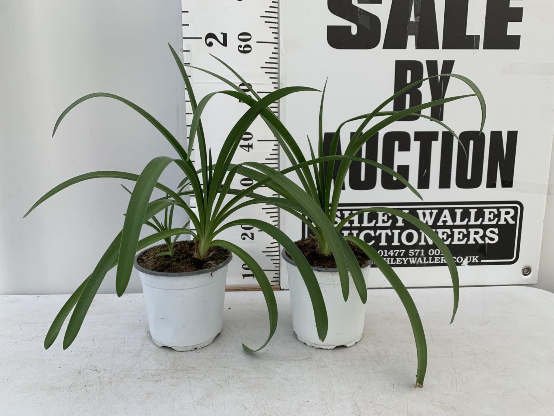 TWO AGAPANTHUS AFRICANUS IN 2 LTR POTS APPROX 50CM IN HEIGHT PLUS VAT TO BE SOLD FOR THE TWO - Image 2 of 6