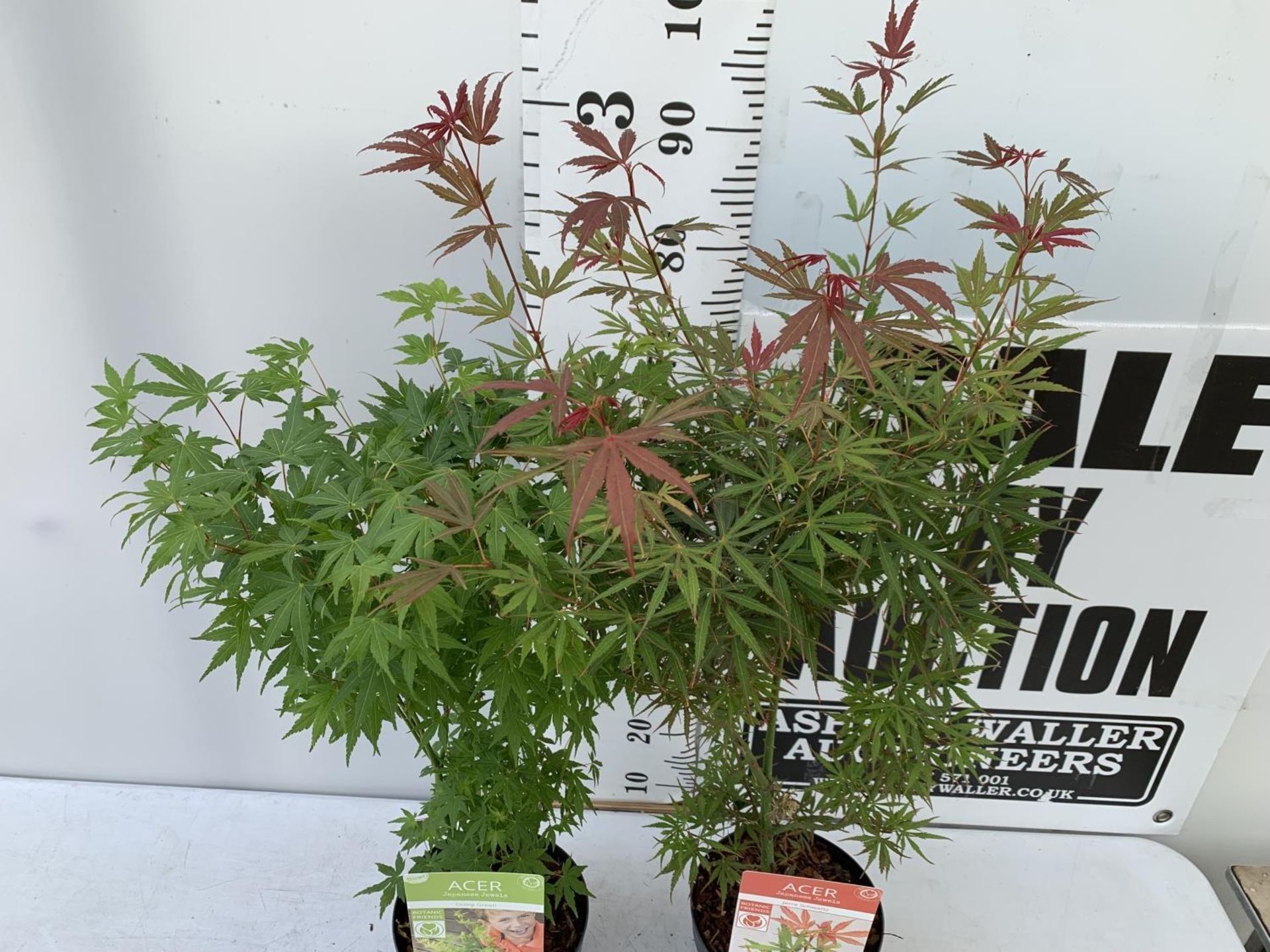 TWO ACER PALMATUM JAPANESE JEWELS IN 3 LTR POTS TO INCLUDE A JERRE SCHWARTZ AND A GOING GREEN APPROX - Image 4 of 12