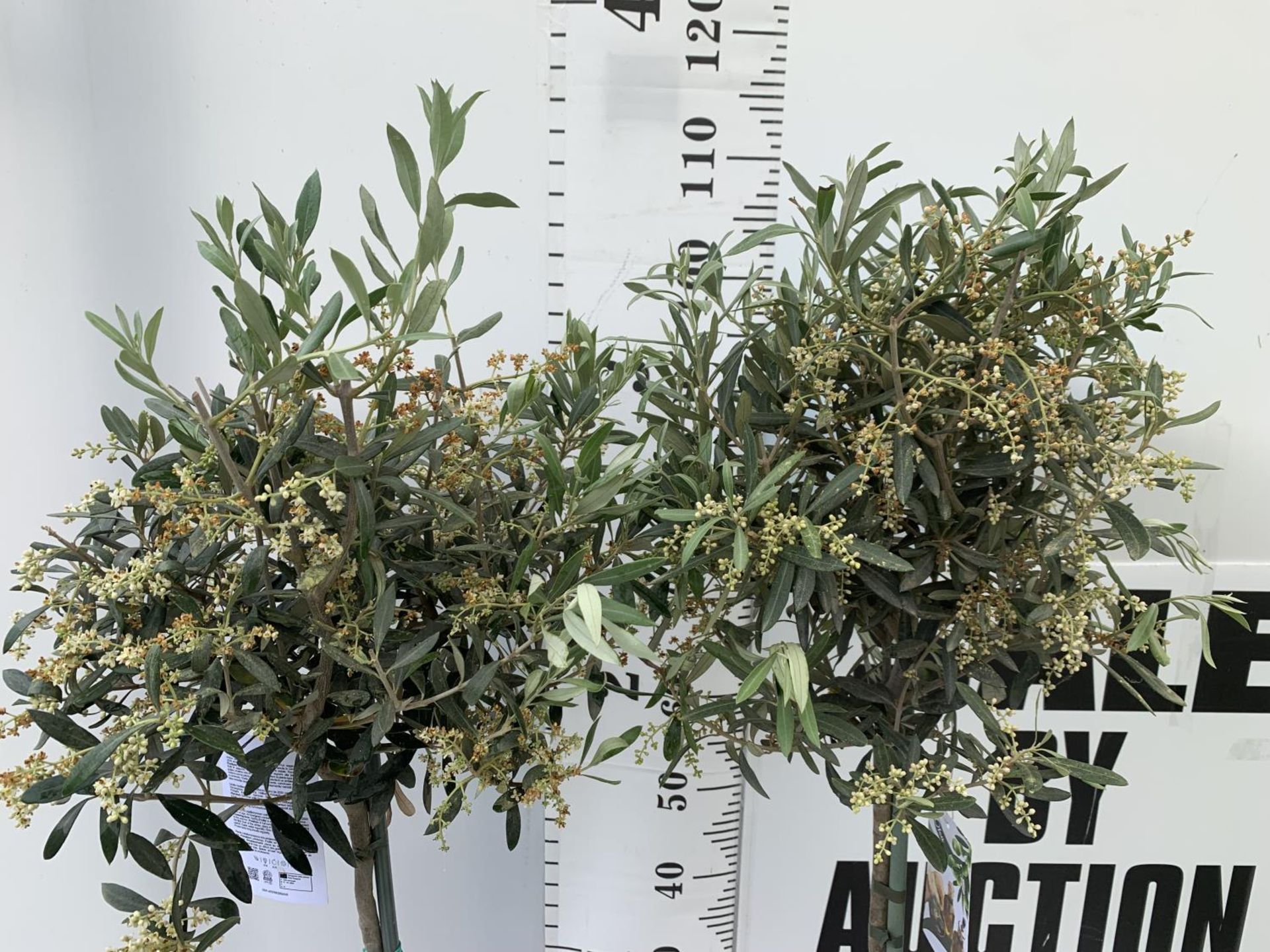 TWO OLIVE EUROPEA STANDARD TREES APPROX 110CM IN HEIGHT IN 3LTR POTS NO VAT TO BE SOLD FOR THE TWO - Image 3 of 10