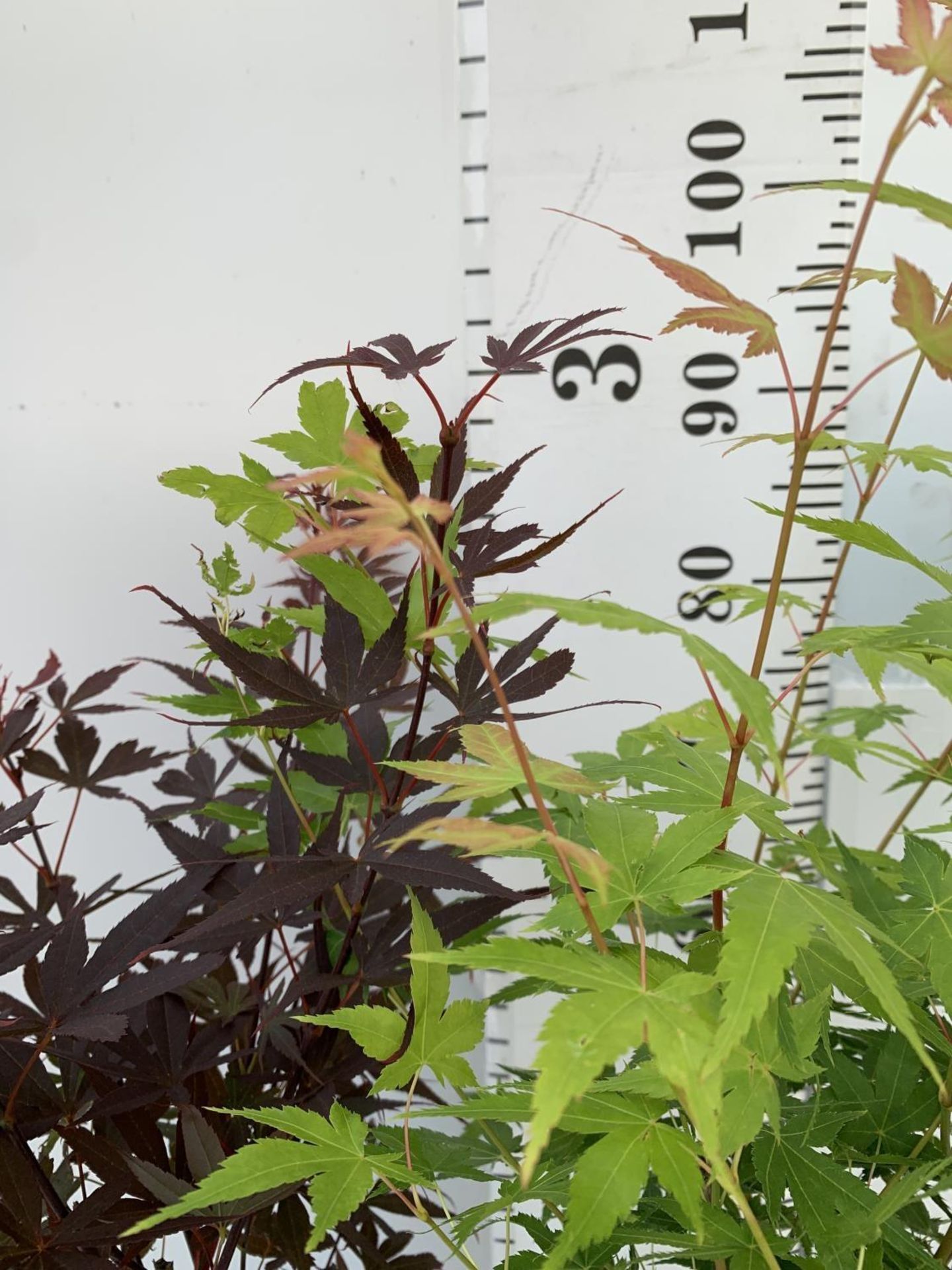 TWO ACER PALMATUM JAPANESE JEWELS IN 3 LTR POTS TO INCLUDE A BI HOO AND A SKETTERS BROOM OVER 1 - Image 6 of 10