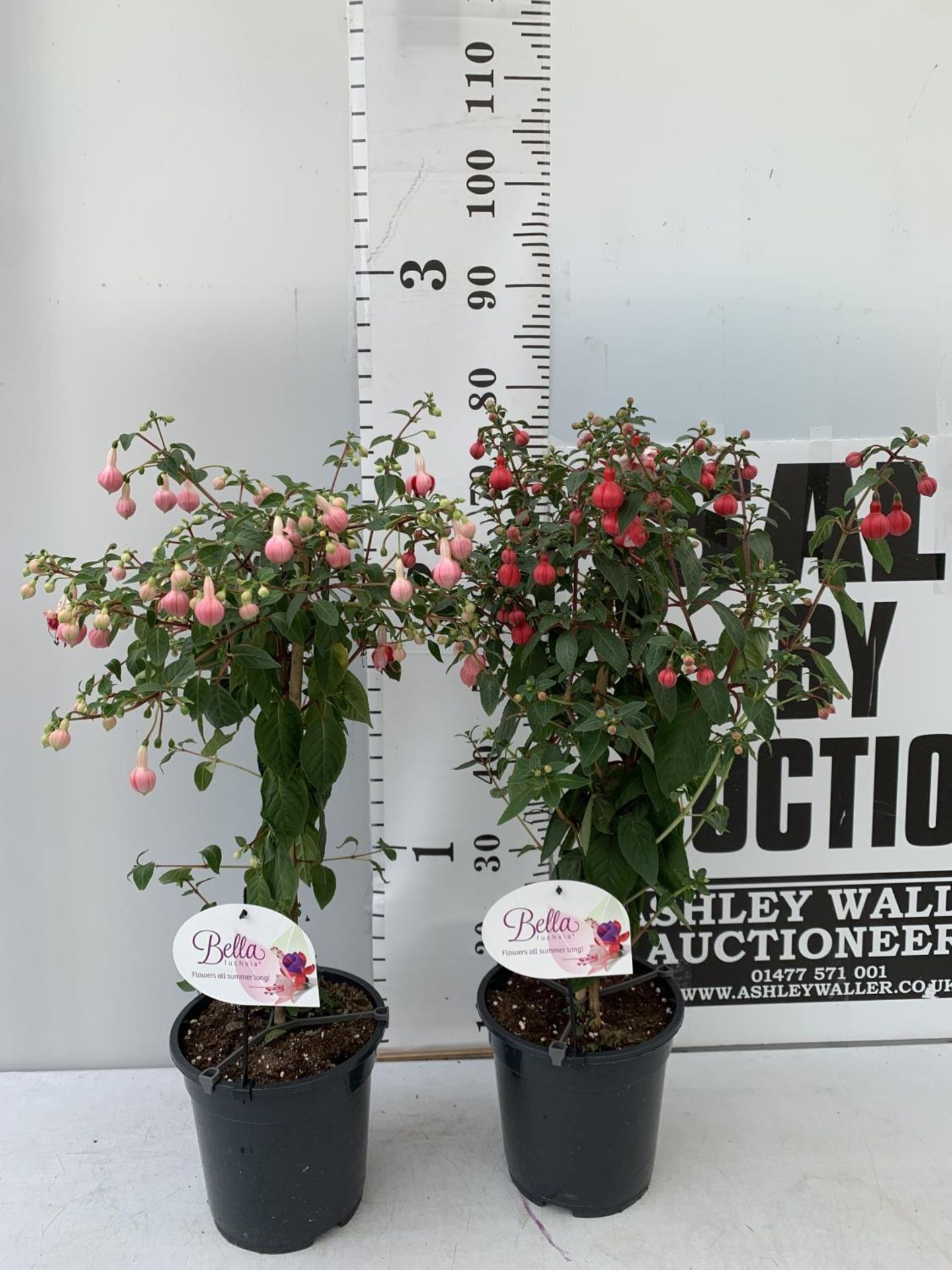 TWO BELLA STANDARD FUCHSIA IN A 3 LTR POTS 70CM -80CM TALL TO BE SOLD FOR THE TWO PLUS VAT - Image 2 of 8