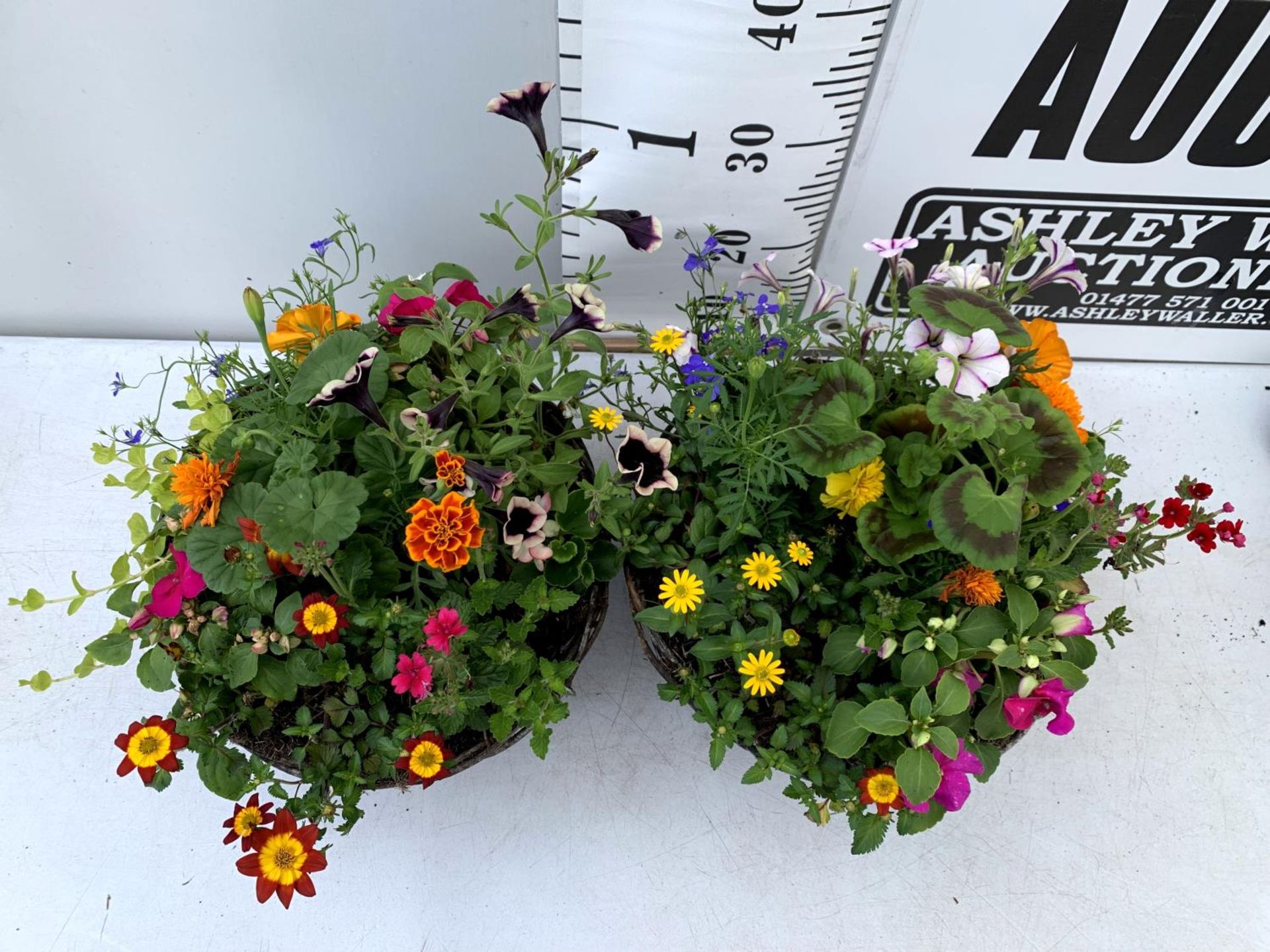 TWO WICKER HANGING BASKETS PLANTED WITH VARIOUS BASKET PLANTS INCLUDING MARIGOLD PETUNIA VERBENA - Image 3 of 8