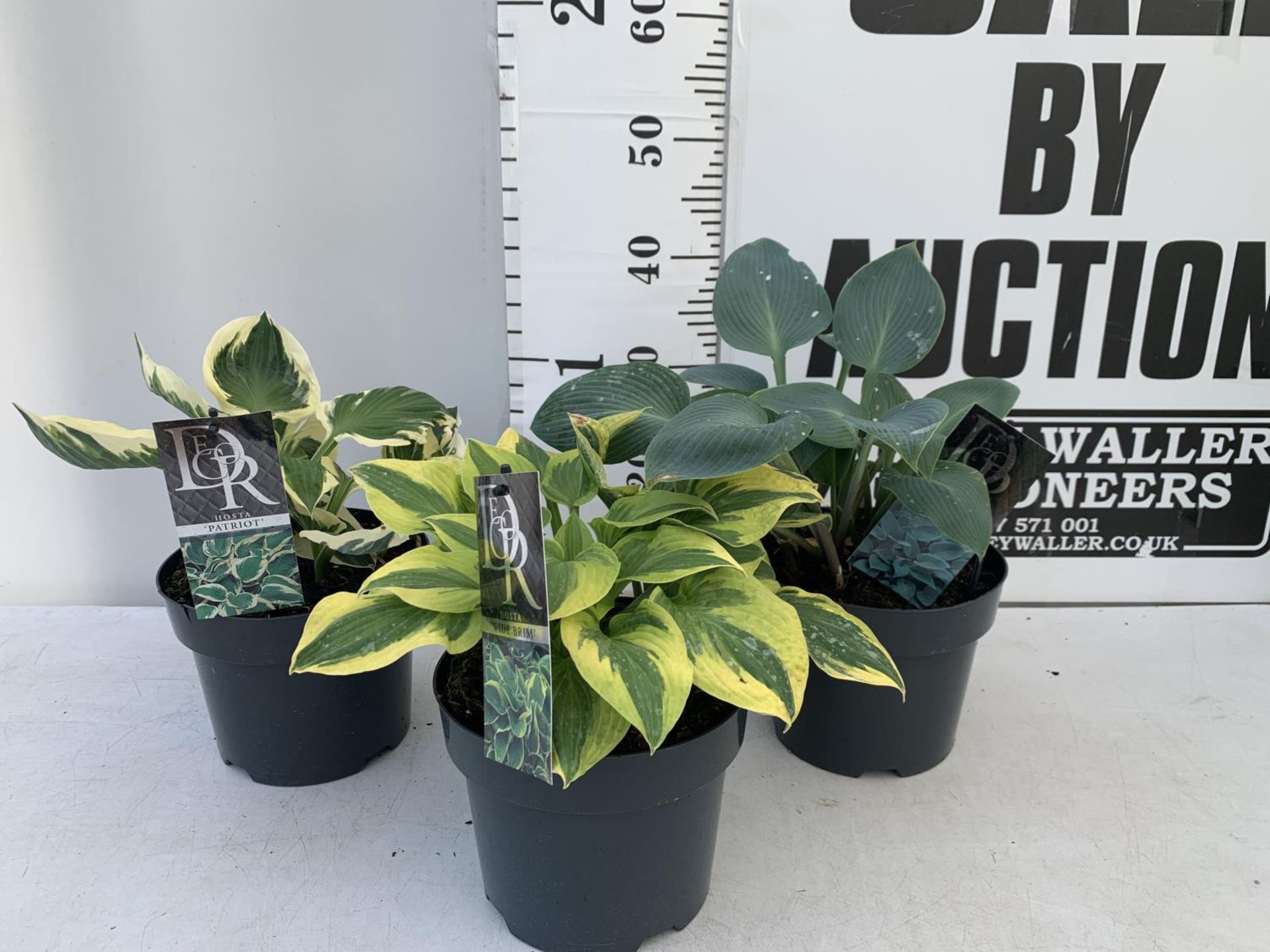 THREE MIXED VARIETY HOSTAS TO INCLUDE WIDE BRIM, HALCYON AND PATRIOT IN 3 LTR POTS 30CM TALL TO BE