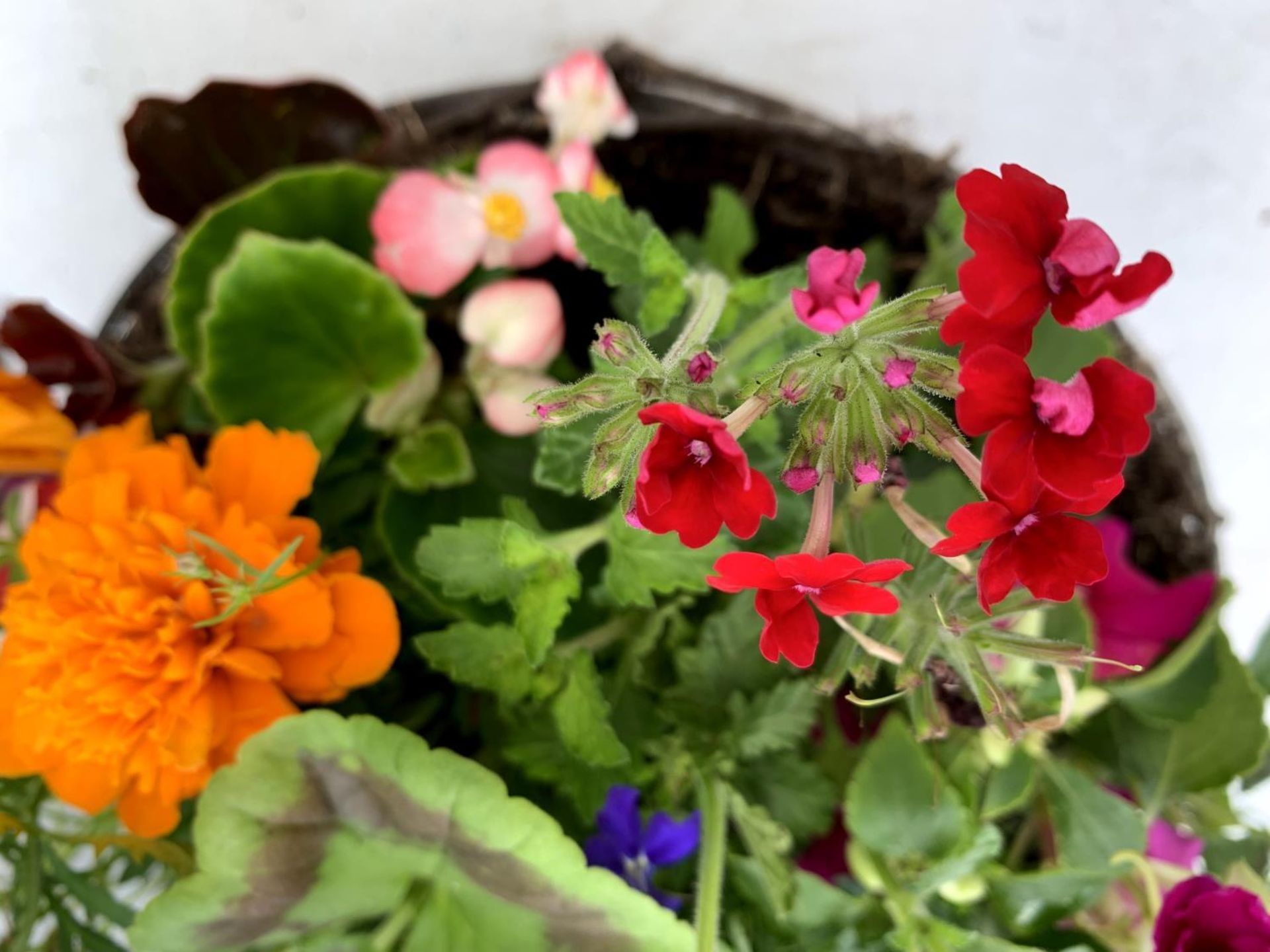 TWO WICKER HANGING BASKETS PLANTED WITH VARIOUS BASKET PLANTS INCLUDING MARIGOLD PETUNIA VERBENA - Image 8 of 8