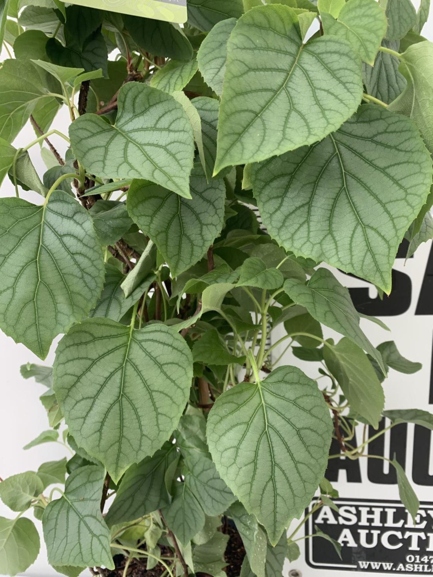 A SCHIZOPHRAGMA HYDRANGEOIDES MOONLIGHT IN A 7.5 LTR POT 130CM TALL PLUS VAT - Image 2 of 4