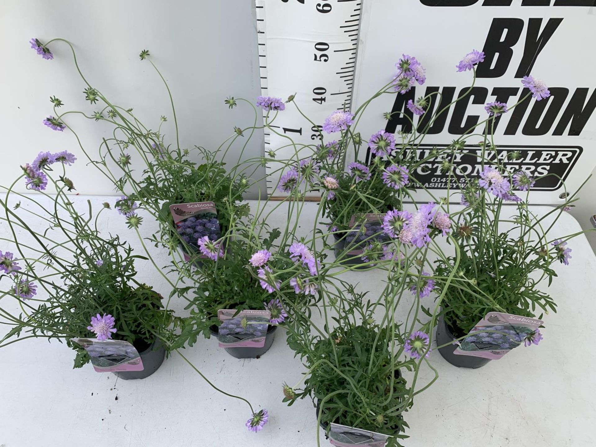 SIX SCABIOSA BUTTERFLY BLUE IN 2 LTR POTS 50-60CM TALL TO BE SOLD FOR THE SIX PLUS VAT - Image 3 of 8