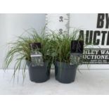 TWO ORNAMENTAL GRASSES PENNISETUM 'HAMELN' APPROX 45CM IN HEIGHT IN 4 LTR POTS PLUS VAT TO BE SOLD