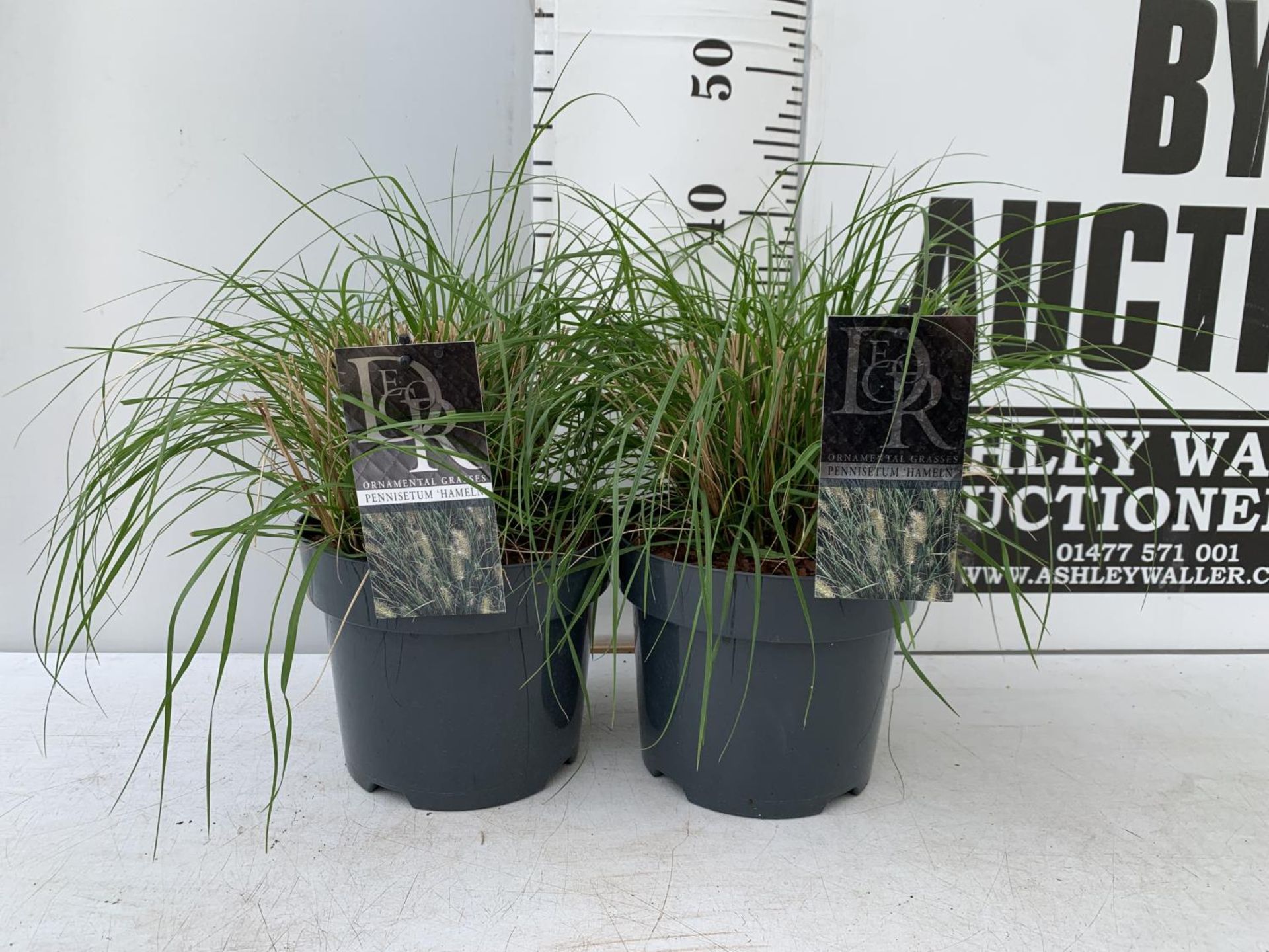 TWO ORNAMENTAL GRASSES PENNISETUM 'HAMELN' APPROX 45CM IN HEIGHT IN 4 LTR POTS PLUS VAT TO BE SOLD