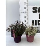 TWO HEBES WILD ROMANCE AND HEARTBREAKER IN 2 LTR POTS HEIGHT 30CM -40CM PLUS VAT TO BE SOLD FOR