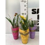 THREE FREESIA NANO PLANTS IN YELLOW RED AND PURPLE IN A CIRCULAR FRAME APPROX 60CM IN HEIGHT IN 1