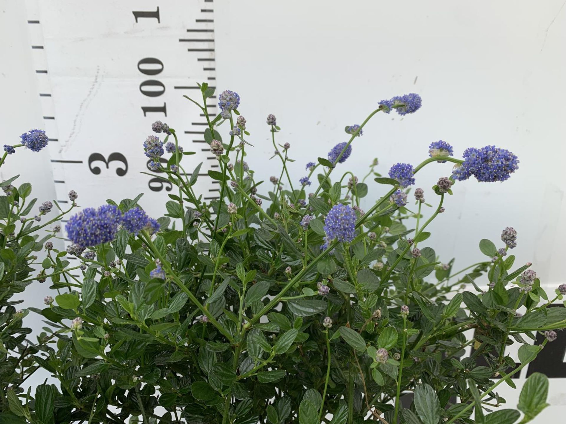 TWO CEANOTHUS IMPRESSUS STANDARD TREES 'VICTORIA' IN FLOWER APPROX 110CM IN HEIGHT IN 3LTR POTS PLUS - Image 5 of 10