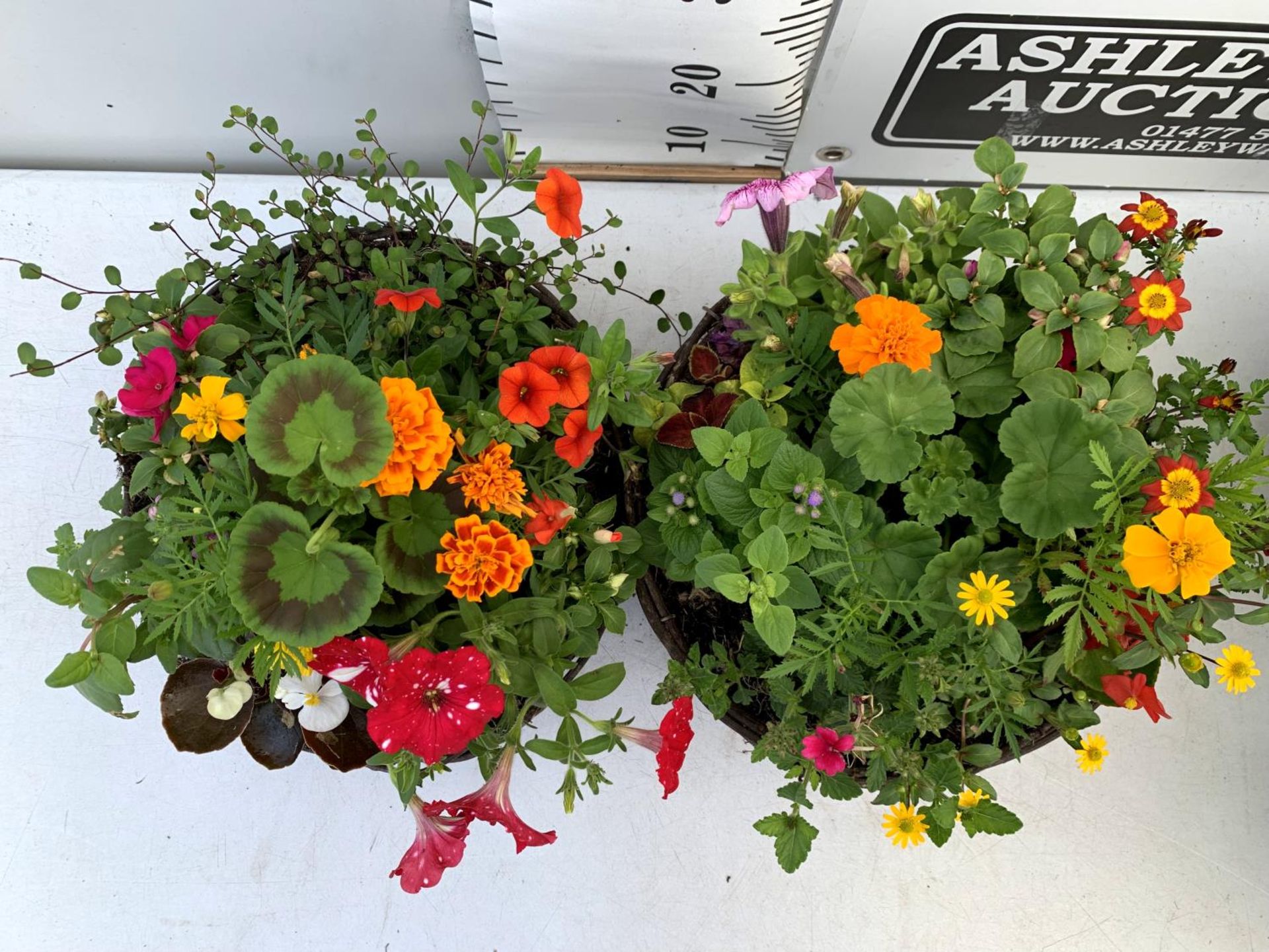 TWO WICKER HANGING BASKETS PLANTED WITH VARIOUS BEDDING PLANTS INCLUDING MARIGOLD PETUNIA VERBENA - Image 3 of 6