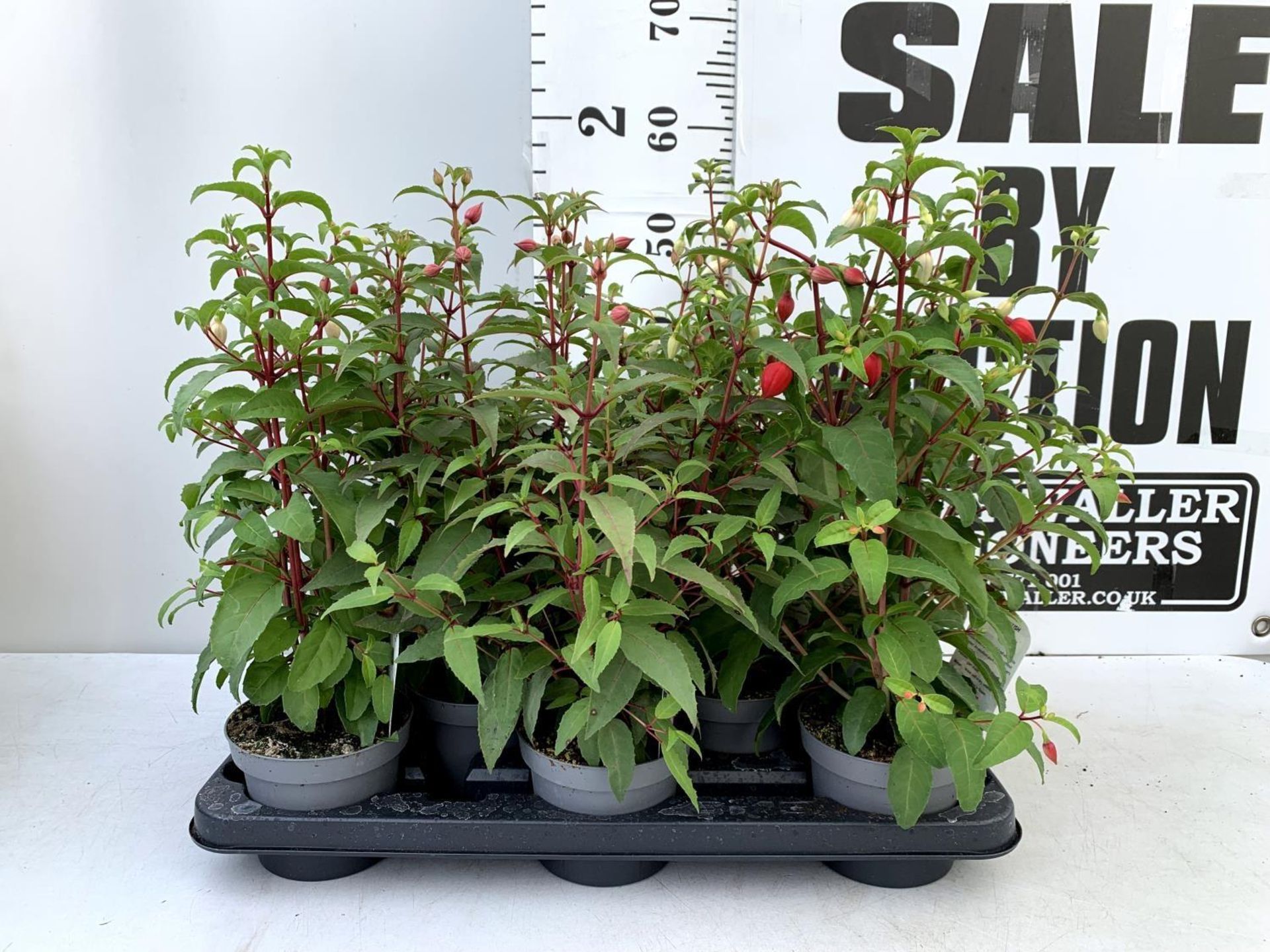 EIGHT FUCHSIA BUSH 'ETERNITY' AND 'NICE AND EASY' IN 1 LTR POTS ON A TRAY PLUS VAT TO BE SOLD FOR - Image 2 of 10