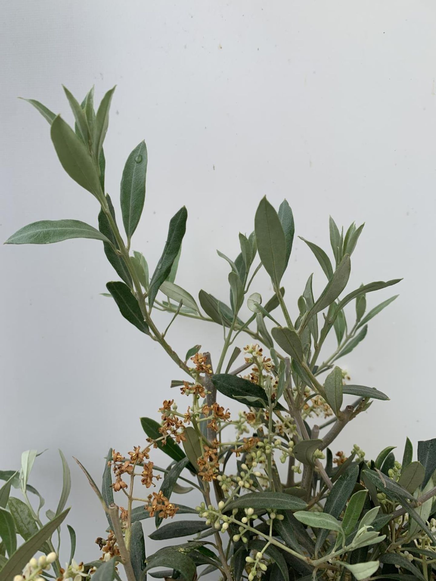 TWO OLIVE EUROPEA STANDARD TREES APPROX 110CM IN HEIGHT IN 3LTR POTS NO VAT TO BE SOLD FOR THE TWO - Image 6 of 10