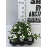 FIFTEEN TRAILING VERBENA LANAI IN WHITE BASKETS PLANTS ON A TRAY IN P9 POTS PLUS VAT TO BE SOLD