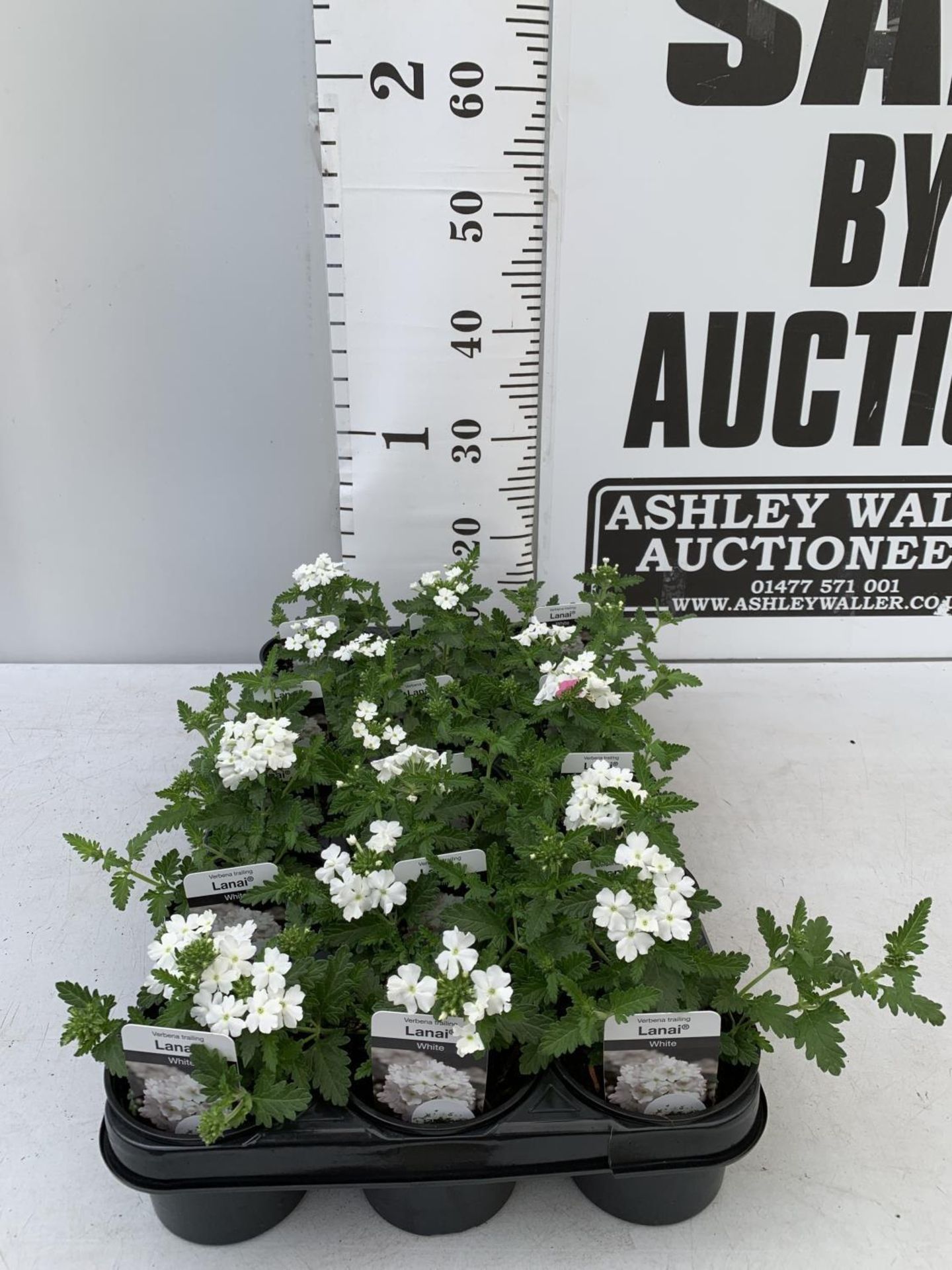FIFTEEN TRAILING VERBENA LANAI IN WHITE BASKETS PLANTS ON A TRAY IN P9 POTS PLUS VAT TO BE SOLD