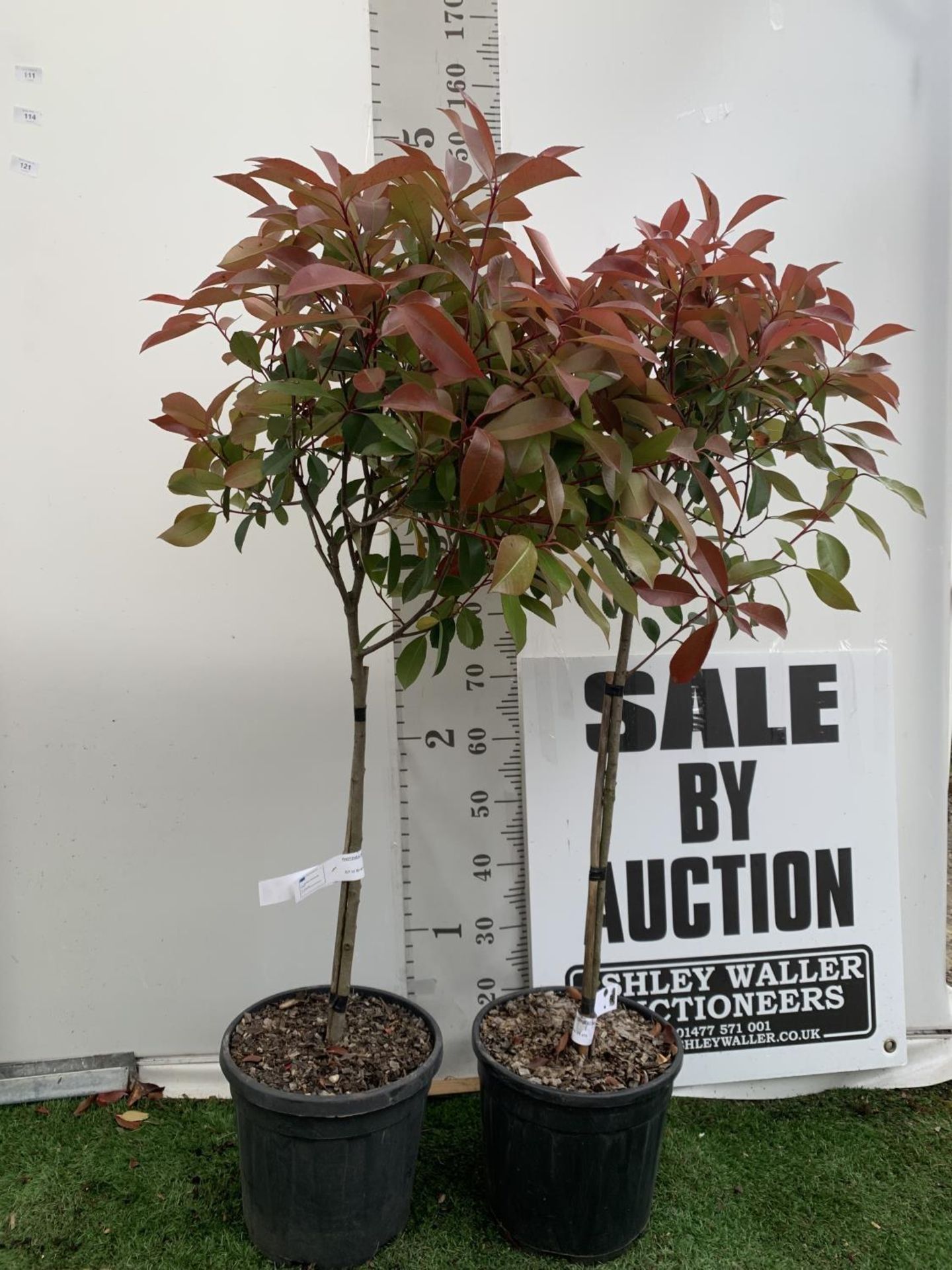 A PAIR OF STANDARD PHOTINIA FRASERI RED ROBIN TREES 140CM TALL IN A 10 LTR POT TO BE SOLD FOR THE - Image 2 of 6