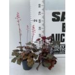 TWO PURPLE HEUCHERA 'CARNIVAL' IN 2 LTR POTS APPROX 40CM IN HEIGHT PLUS VAT TO BE SOLD FOR THE TWO