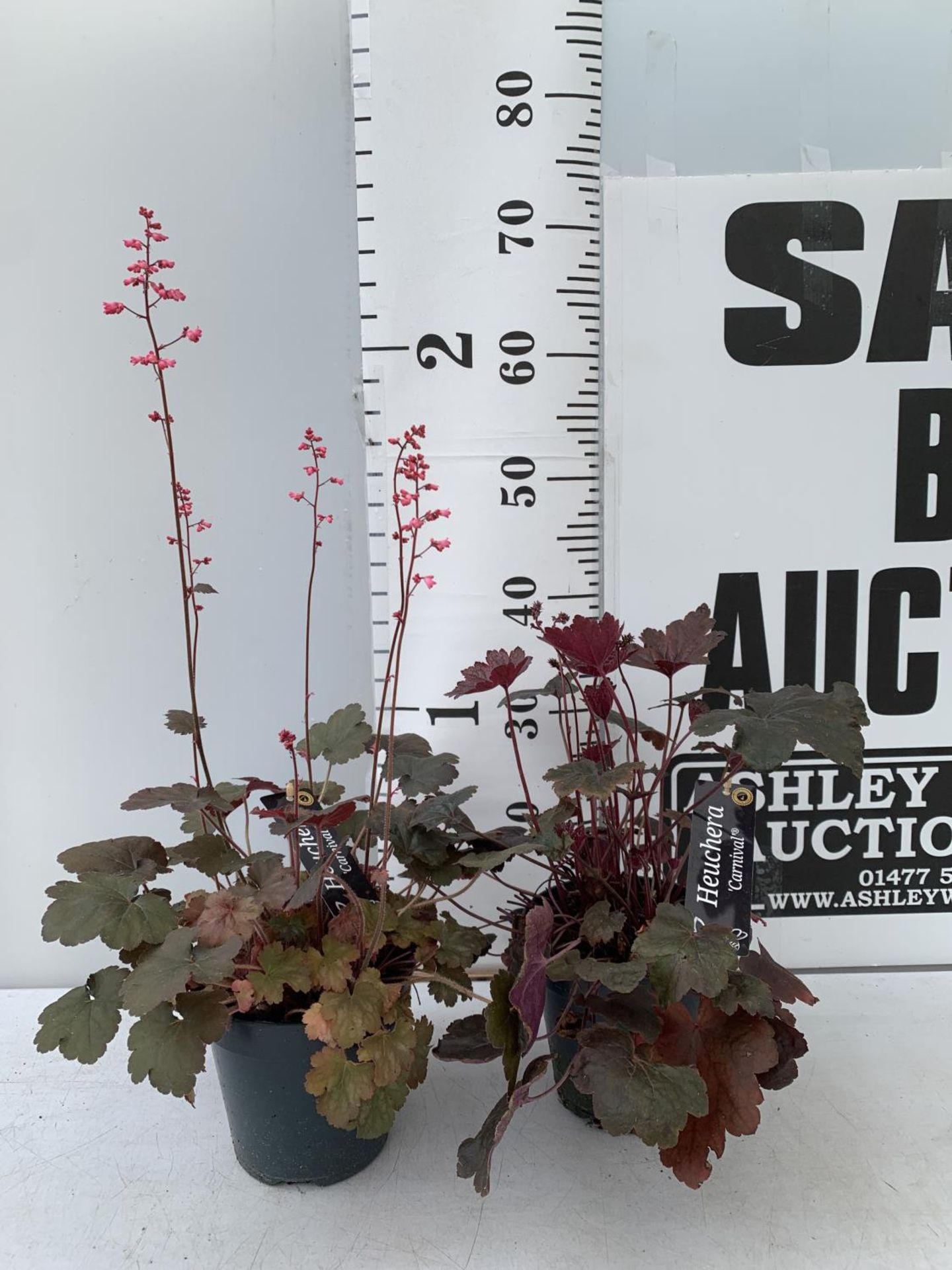 TWO PURPLE HEUCHERA 'CARNIVAL' IN 2 LTR POTS APPROX 40CM IN HEIGHT PLUS VAT TO BE SOLD FOR THE TWO