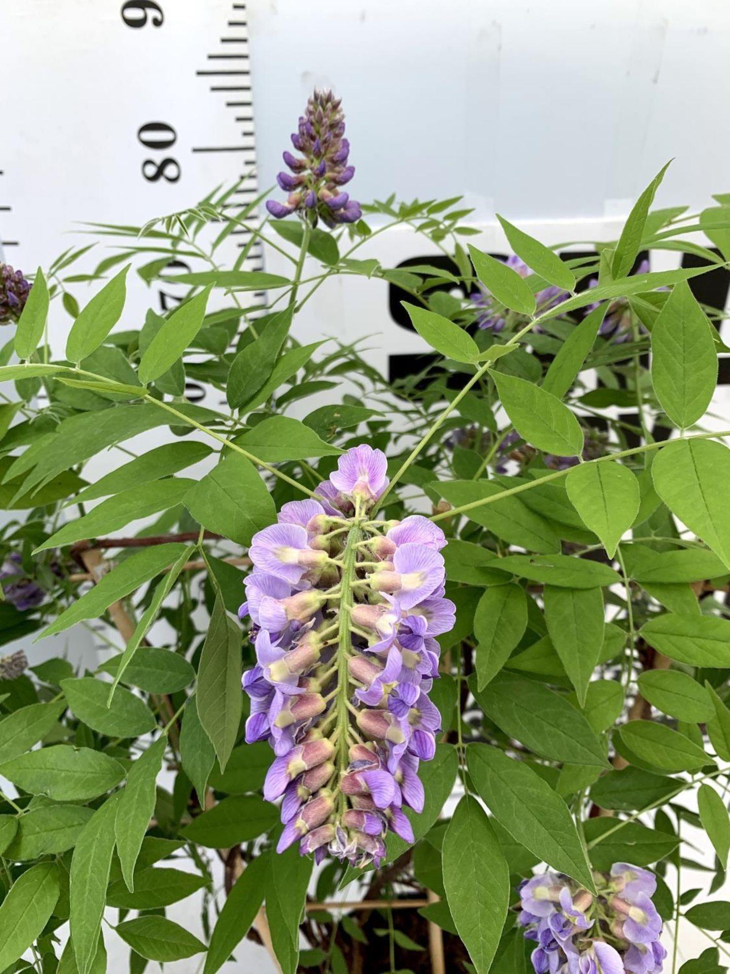 TWO WISTERIA AMETHYST FALLS WITH FLOWERS ON A FRAME PATIO READY IN A 3 LTR POT 90CM TALL PLUS VAT TO - Image 8 of 10