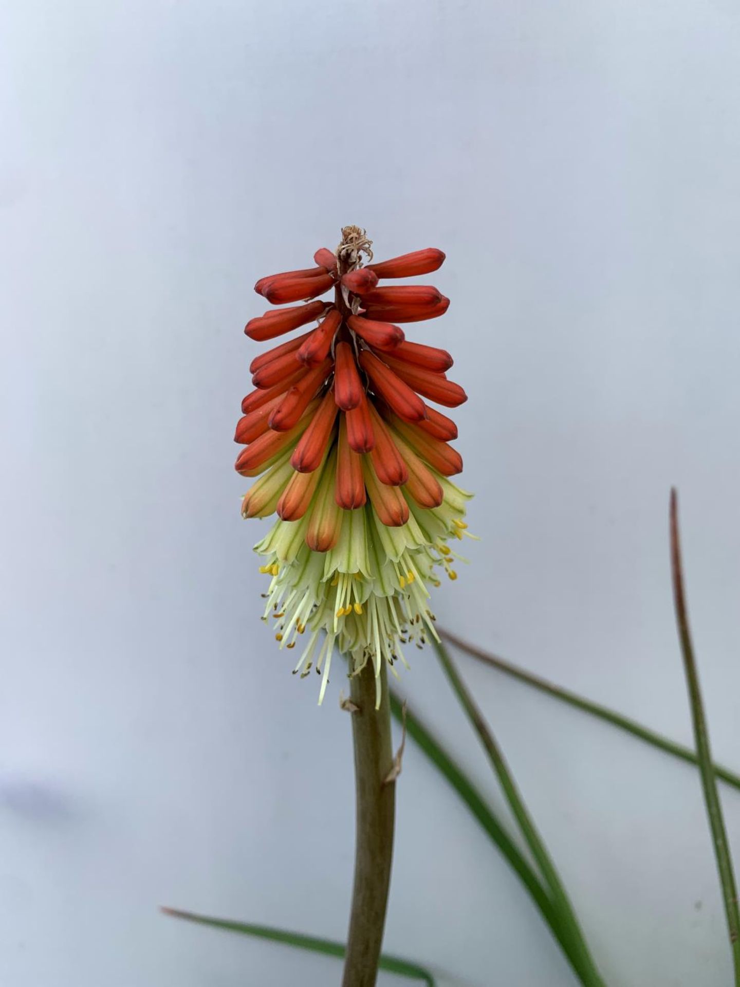 FOUR KNIPHOFIA RED HOT POKER 'FLAMENCO' IN 2 LTR POTS APPROX 70CM IN HEIGHT PLUS VAT TO BE SOLD - Image 7 of 8