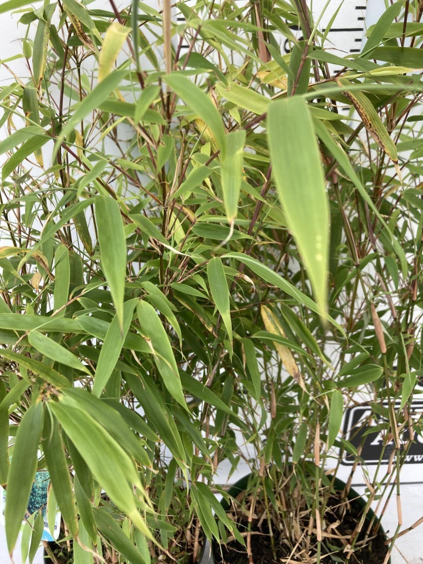 TWO BAMBOO FARGESIA 'NITIDA' APPROX 120CM IN HEIGHT IN 4 LTR POTS PLUS VAT TO BE SOLD FOR THE TWO - Image 4 of 6