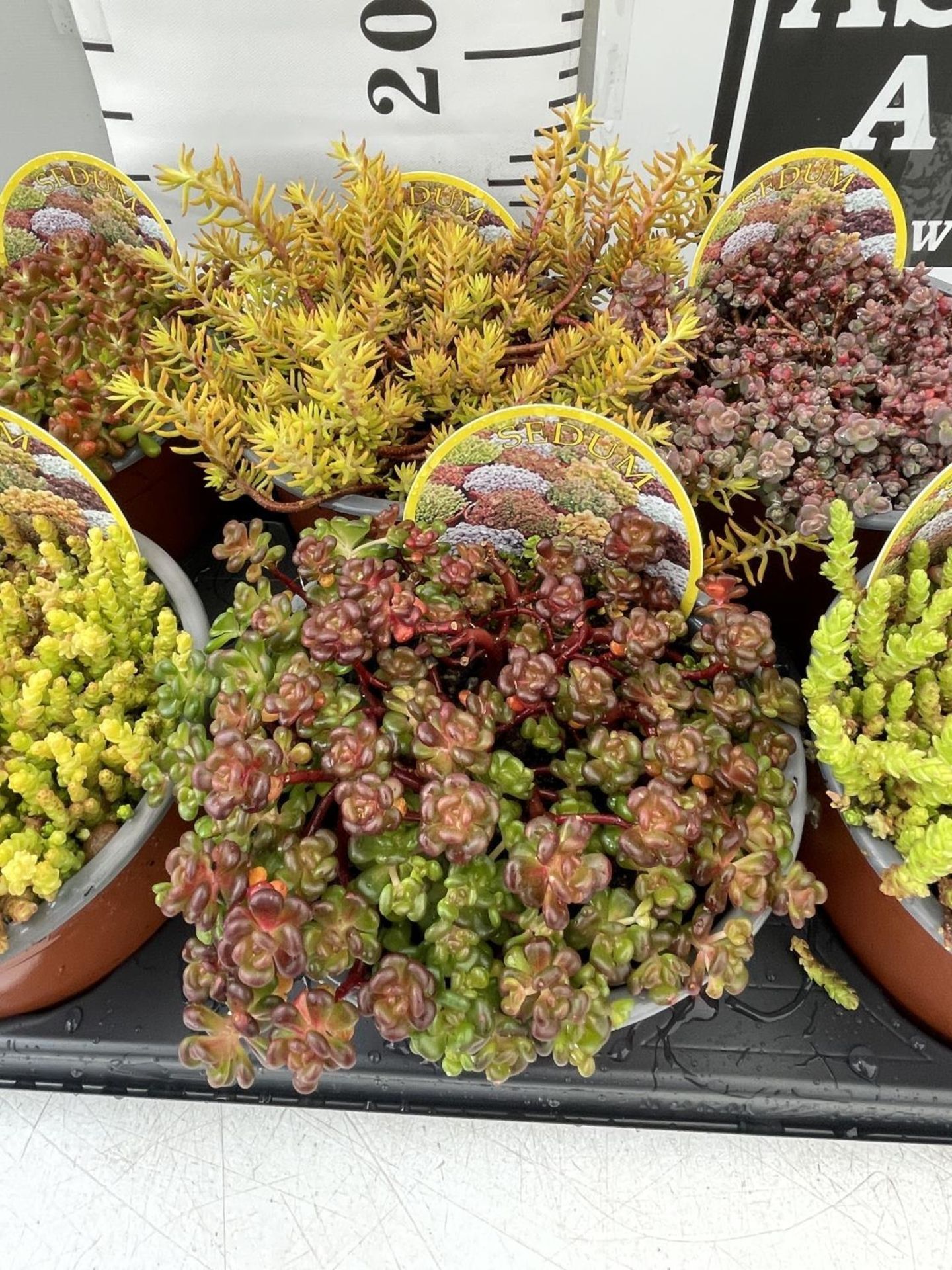 EIGHT VARIOUS VARIETIES OF SEDUM WITH CARDS IN ONE LTR POTS TO BE SOLD FOR THE EIGHT PLUS VAT - Image 4 of 6