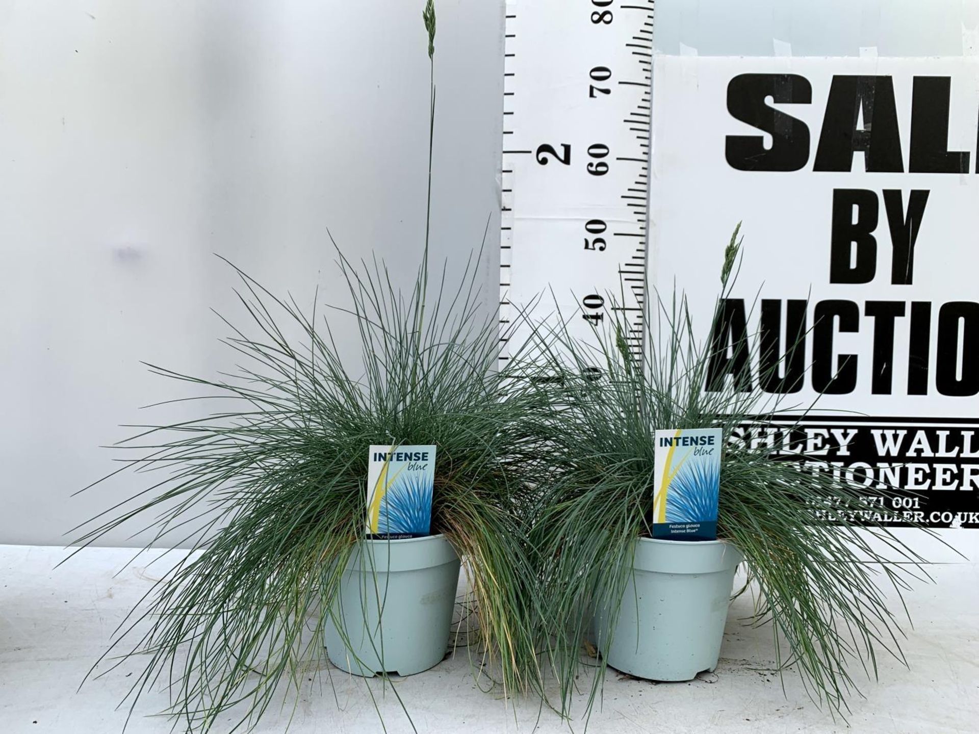 TWO FESTUCA GLAUCA 'INTENSE BLUE' ORNAMENTAL GRASSES IN 2 LTR POTS APPROX 50CM IN HEIGHT PLUS VAT TO - Image 2 of 10
