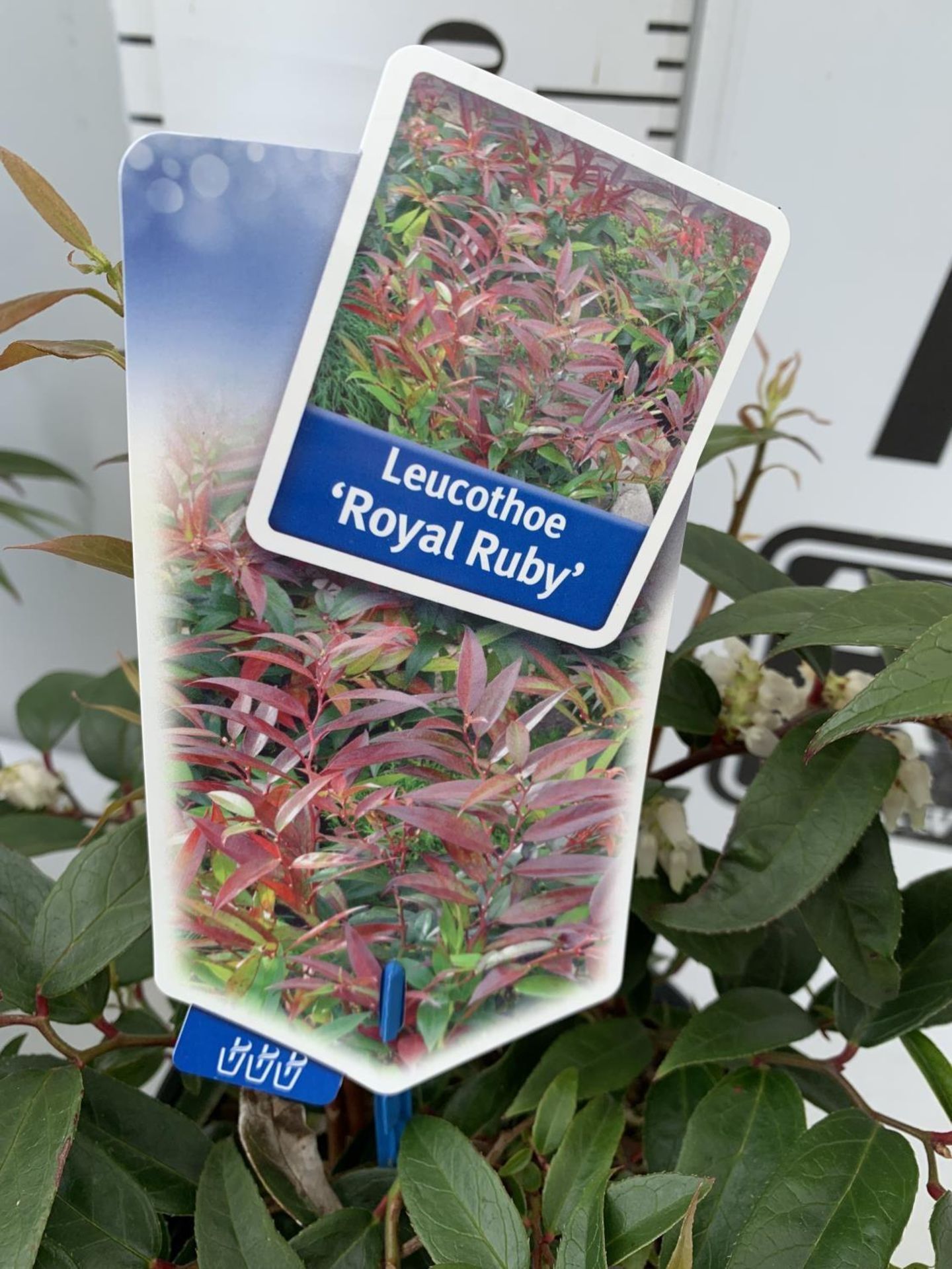 TWO LEUCOTHOE 'ROYAL RUBY' AND 'BURNING LOVE' IN 2 LTR POTS 35CM TALL PLUS VAT TO BE SOLD FOR THE - Image 8 of 12