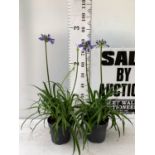 TWO AGAPANTHUS EVER SAPPHIRE IN FLOWER APPROX 80CM IN HEIGHT IN 3 LTR POTS PLUS VAT TO BE SOLD FOR