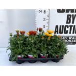 EIGHT GAZANIA RIGENS BIG KISS IN MIXED COLOURS IN ONE LTR POTS 30CM IN HEIGHT ON A TRAY PLUS VAT