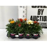 EIGHT GAZANIA RIGENS BIG KISS IN MIXED COLOURS IN ONE LTR POTS 30CM IN HEIGHT ON A TRAY PLUS VAT