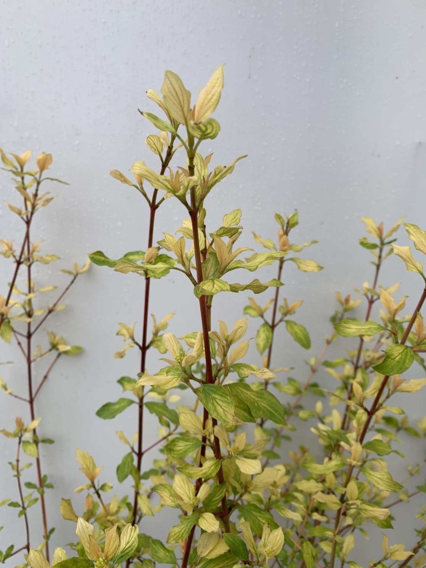 TWO CORNUS SANGUINEA 'MIDWINTER FIRE' IN 4 LTR POTS APPROX 90CM IN HEIGHT PLUS VAT TO BE SOLD FOR - Image 12 of 12