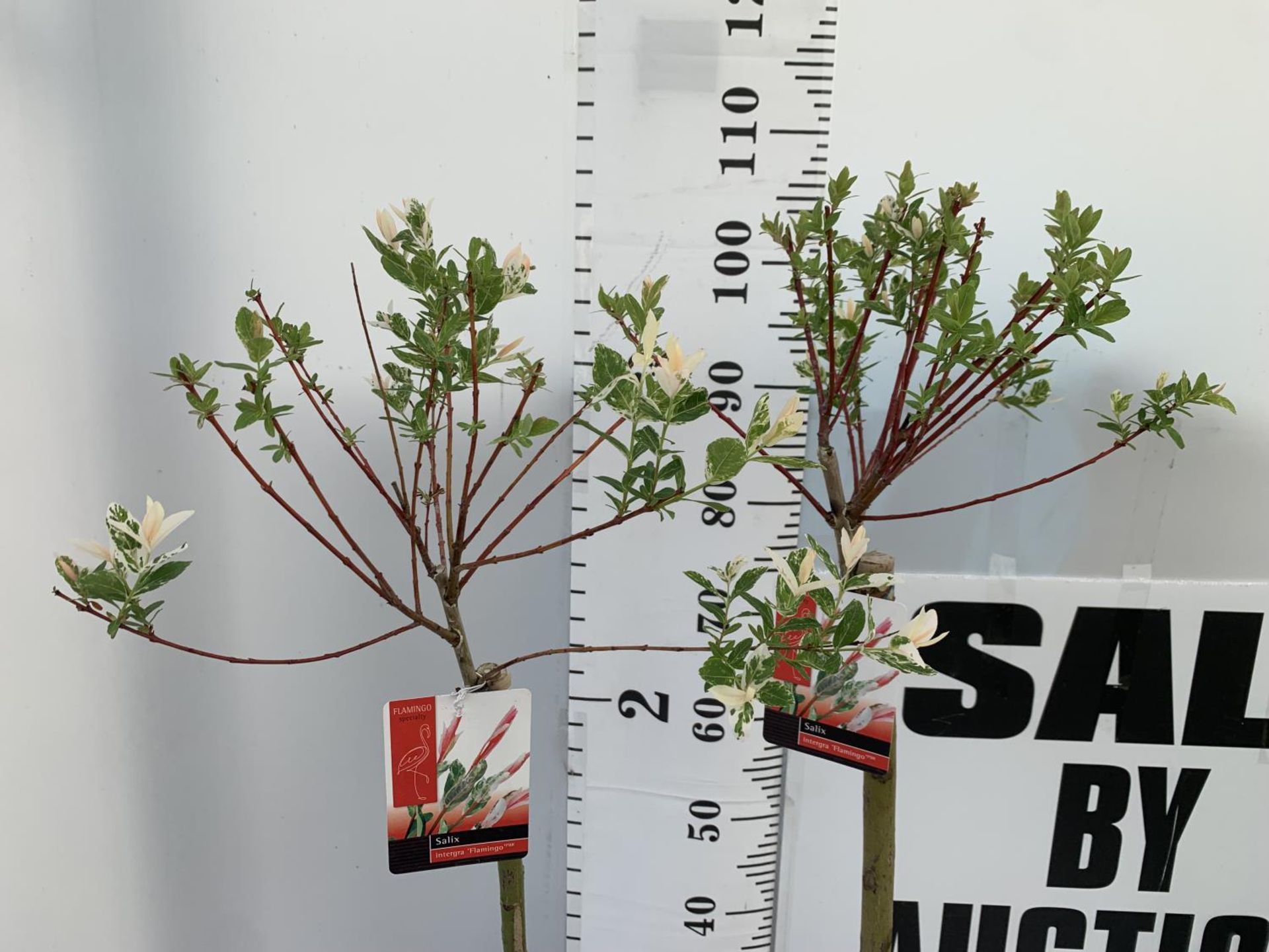 TWO STANDARD SALIX INTEGRA 'FLAMINGO' OVER 110CM IN HEIGHT IN 3 LTR POTS PLUS VAT TO BE SOLD FOR THE - Image 3 of 8