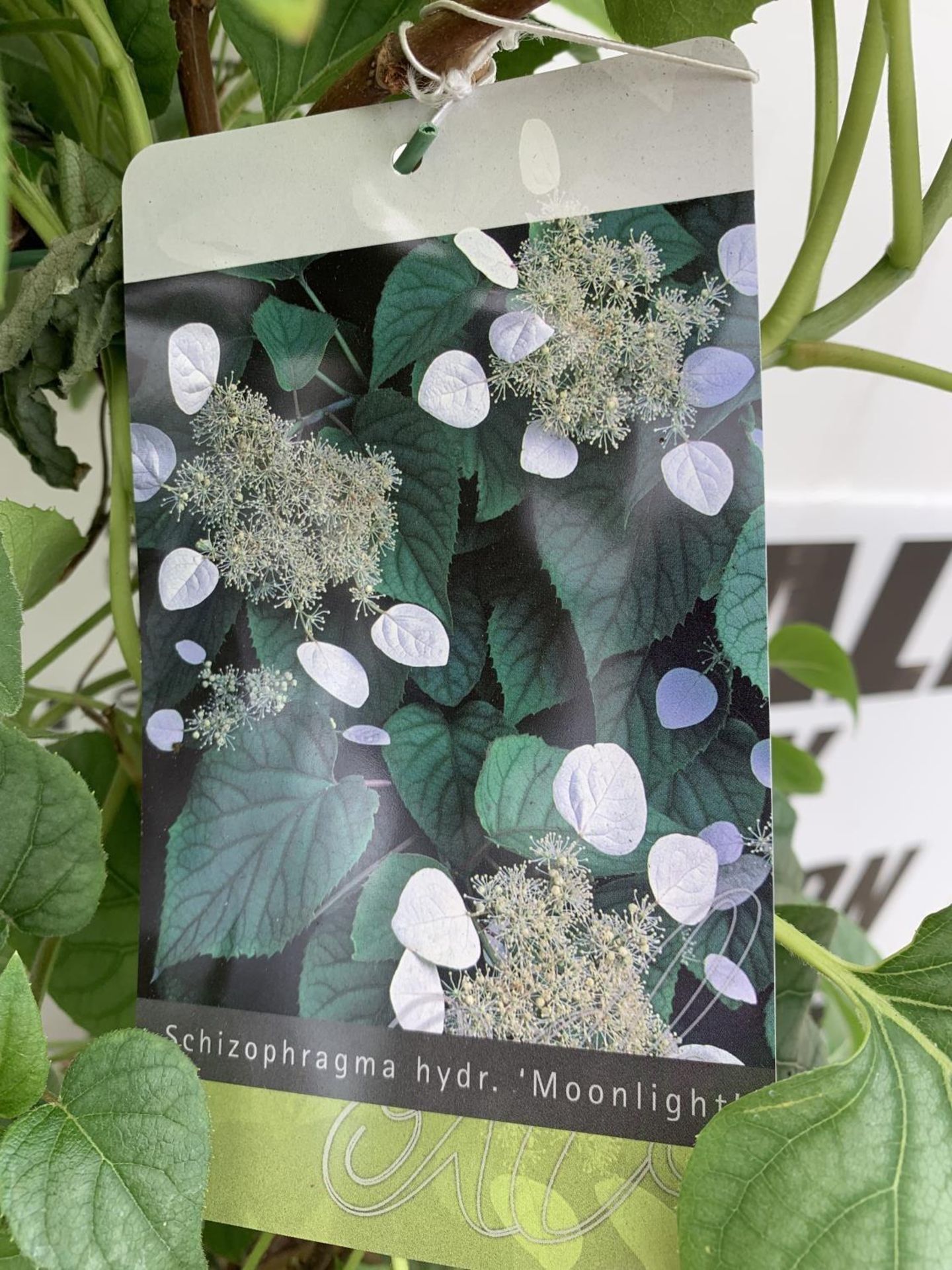 A SCHIZOPHRAGMA HYDRANGEA 'MOONLIGHT' IN A 7.5 LTR POT 120CM IN HEIGHT PLUS VAT - Image 8 of 8