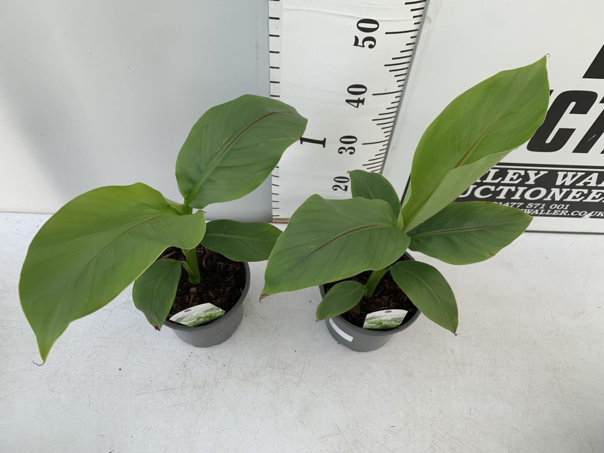 TWO MUSA BASJOO BANANA PLANTS IN 2 LTR POTS 45CM TALL TO BE SOLD FOR THE TWO NO VAT - Bild 4 aus 8