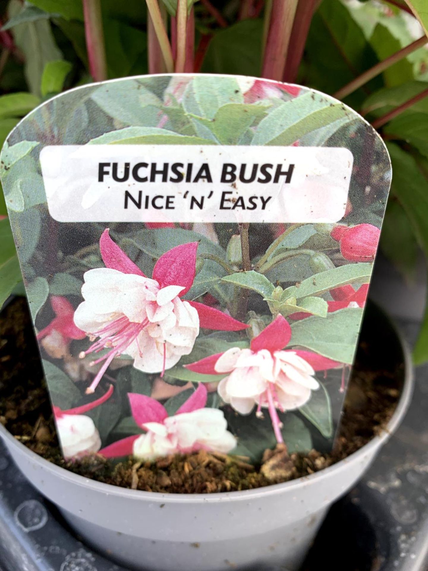 EIGHT FUCHSIA BUSH 'NICE AND EASY' IN 1 LTR POTS ON A TRAY PLUS VAT TO BE SOLD FOR THE EIGHT - Image 3 of 12