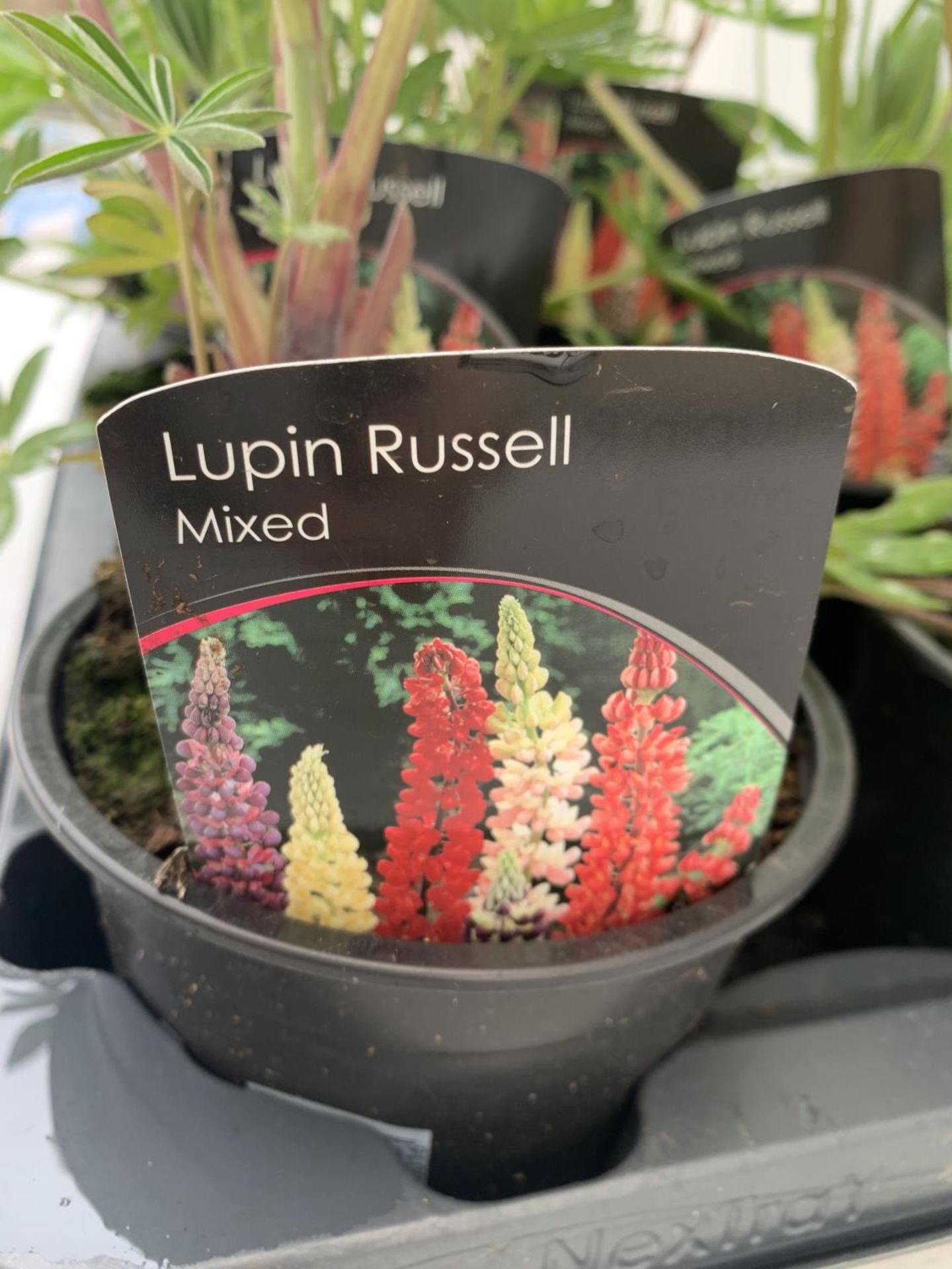 SIX LUPIN RUSSELL MIXED COLOURS ON A TRAY APPROX 40CM IN HEIGHT PLUS VAT TO BE SOLD FOR THE SIX - Image 7 of 8