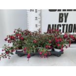 NINE FUCHSIA BELLA IN 20CM POTS 20-30CM TALL TO BE SOLD FOR THE NINE PLUS VAT