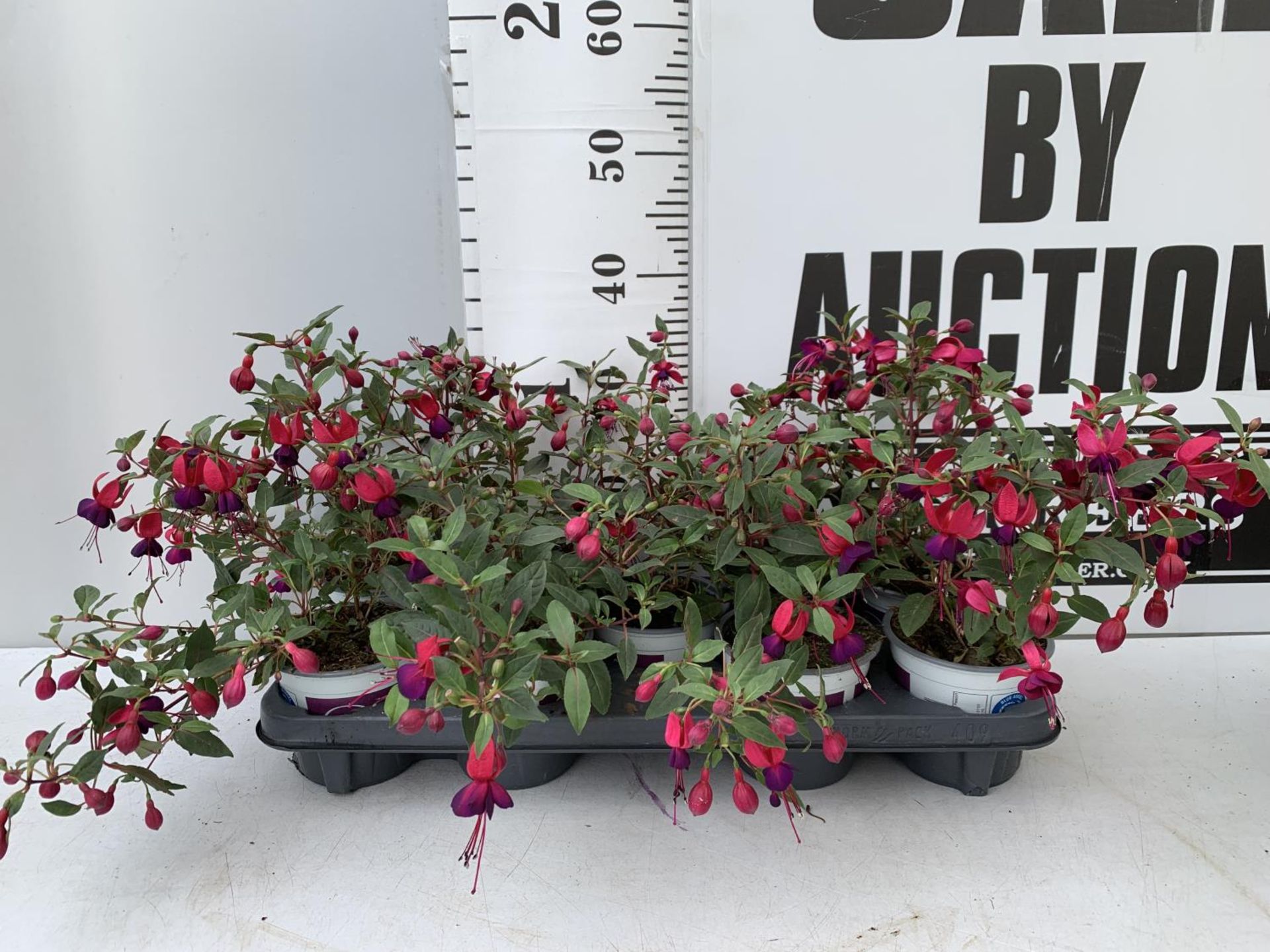 NINE FUCHSIA BELLA IN 20CM POTS 20-30CM TALL TO BE SOLD FOR THE NINE PLUS VAT