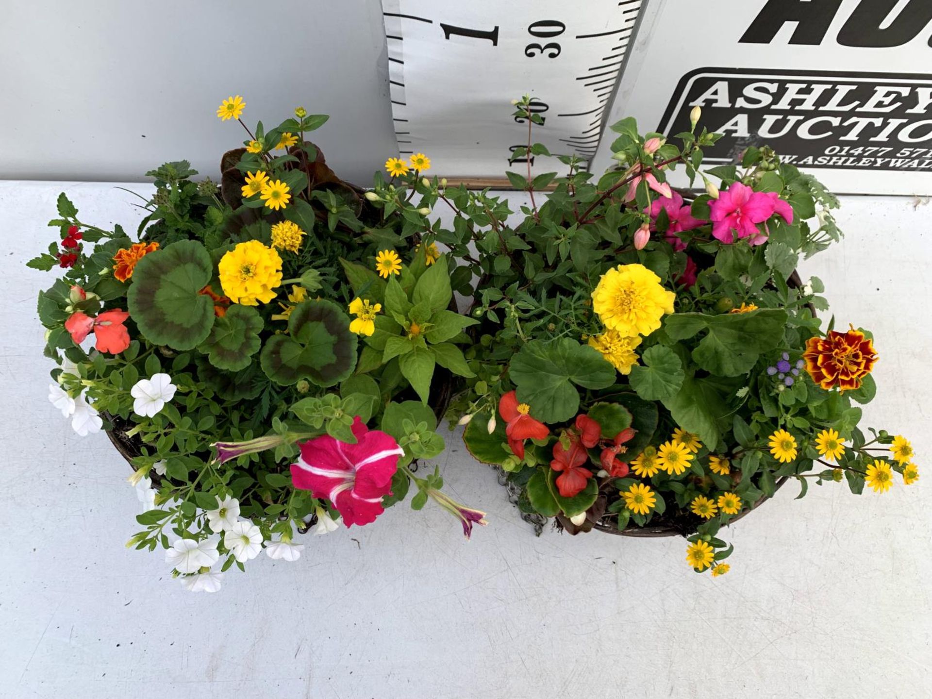 TWO WICKER HANGING BASKETS PLANTED WITH VARIOUS BASKET PLANTS INCLUDING MARIGOLD PETUNIA VERBENA - Image 3 of 12