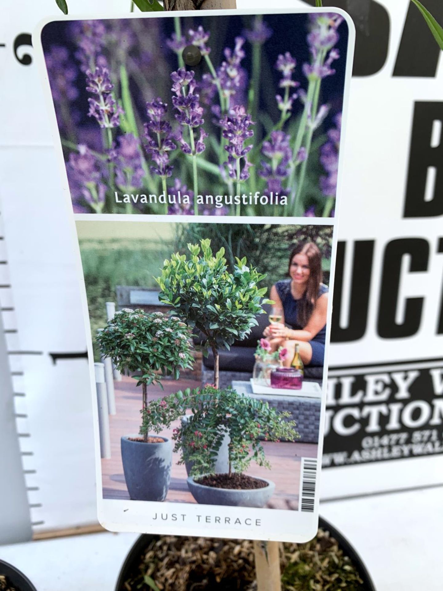 TWO LAVENDER 'AUGUSTFOLIA' STANDARD TREES APPROX 120CM IN HEIGHT IN 3LTR POTS PLUS VAT TO BE SOLD - Image 7 of 10