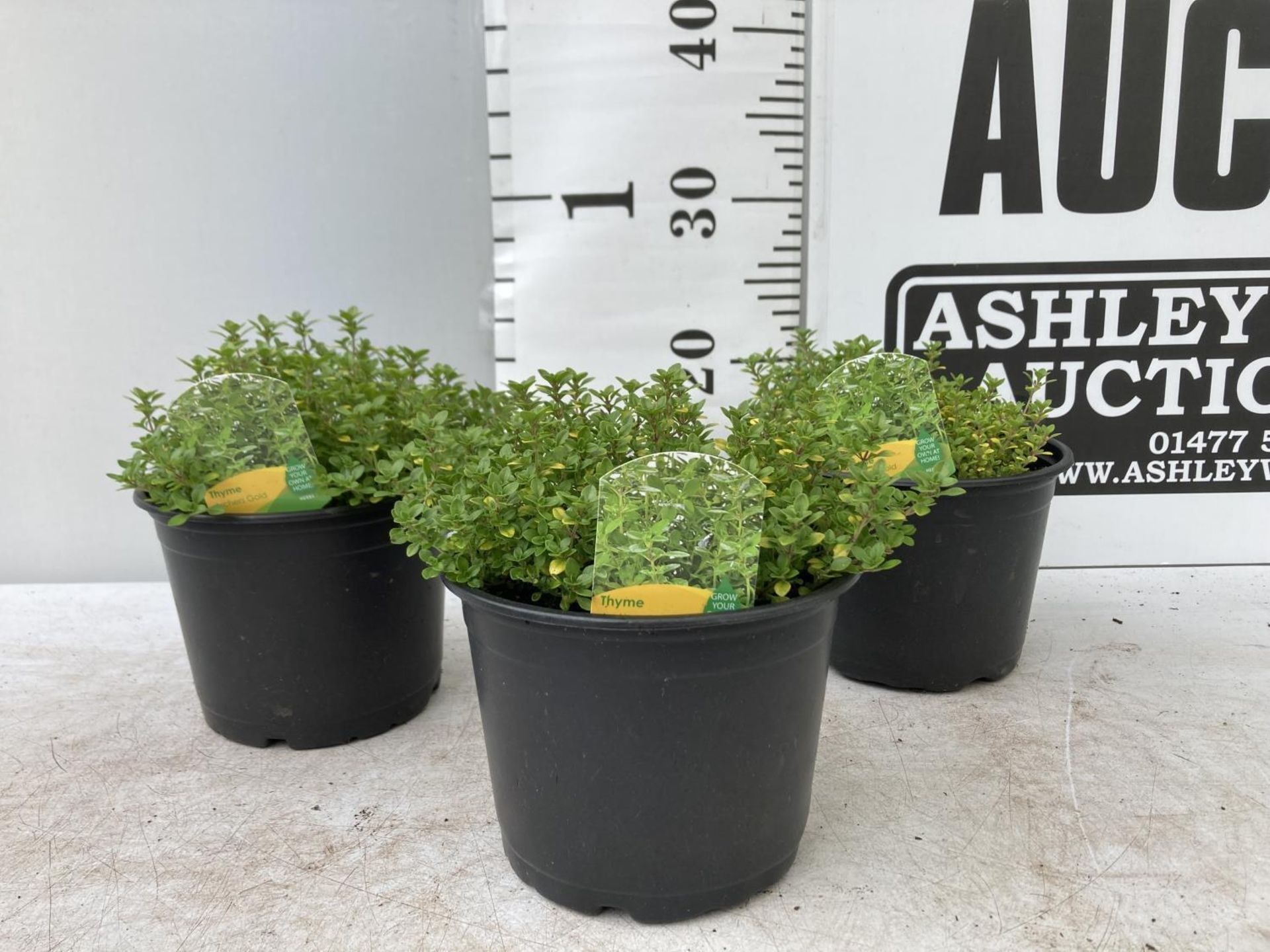 THREE THYME 'ARCHERS GOLD' IN 1 LTR POTS APPROX 20CM IN HEIGHT PLUS VAT TO BE SOLD FOR THE THREE - Image 2 of 8