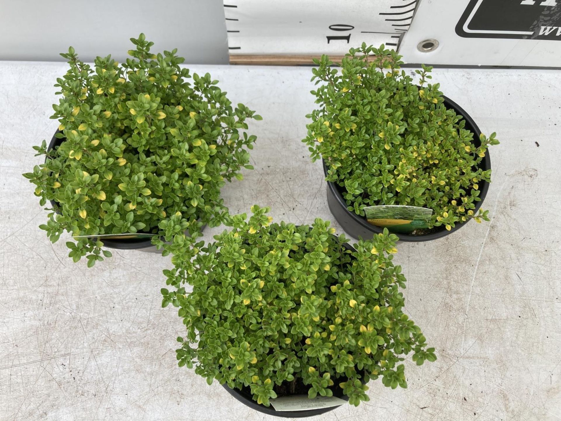 THREE THYME 'ARCHERS GOLD' IN 1 LTR POTS APPROX 20CM IN HEIGHT PLUS VAT TO BE SOLD FOR THE THREE - Image 4 of 8